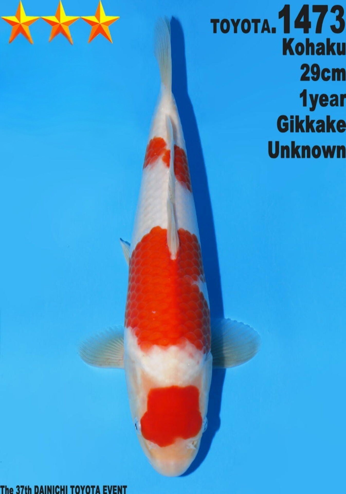 Satomi Koi - Japanese Tosai 57