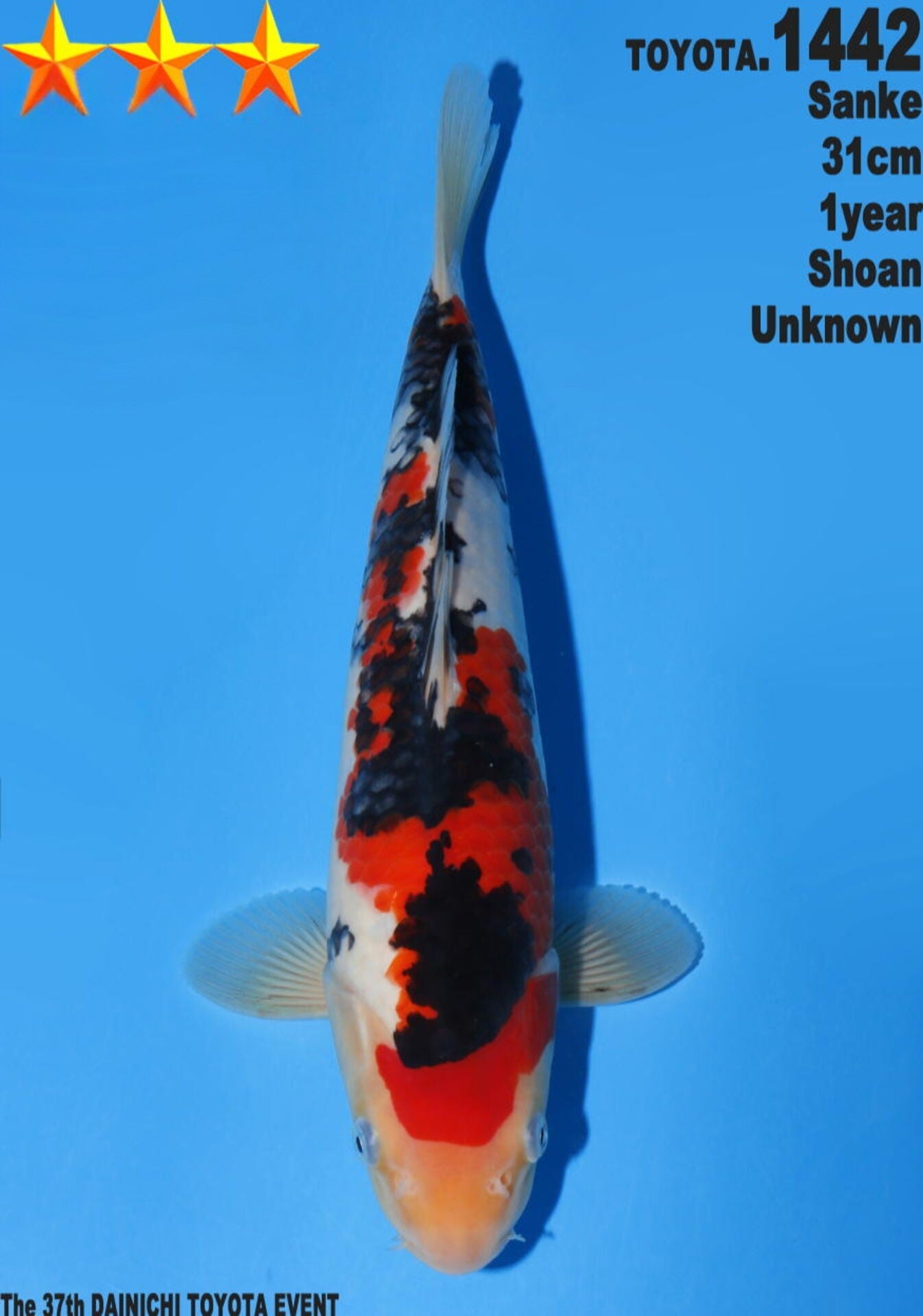 Satomi Koi - Japanese Tosai 55