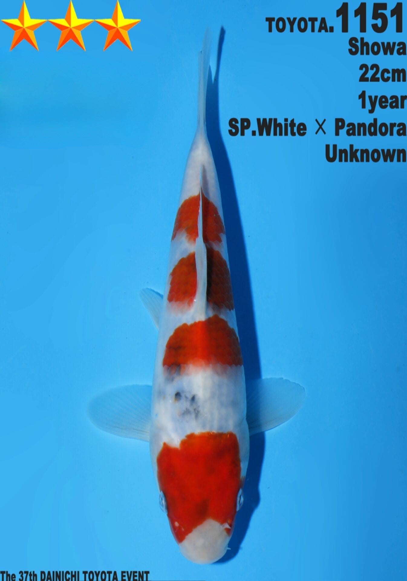 Satomi Koi - Japanese Tosai 48