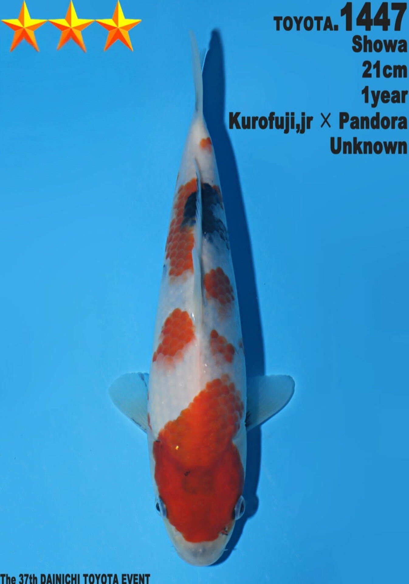 Satomi Koi - Japanese Tosai 56