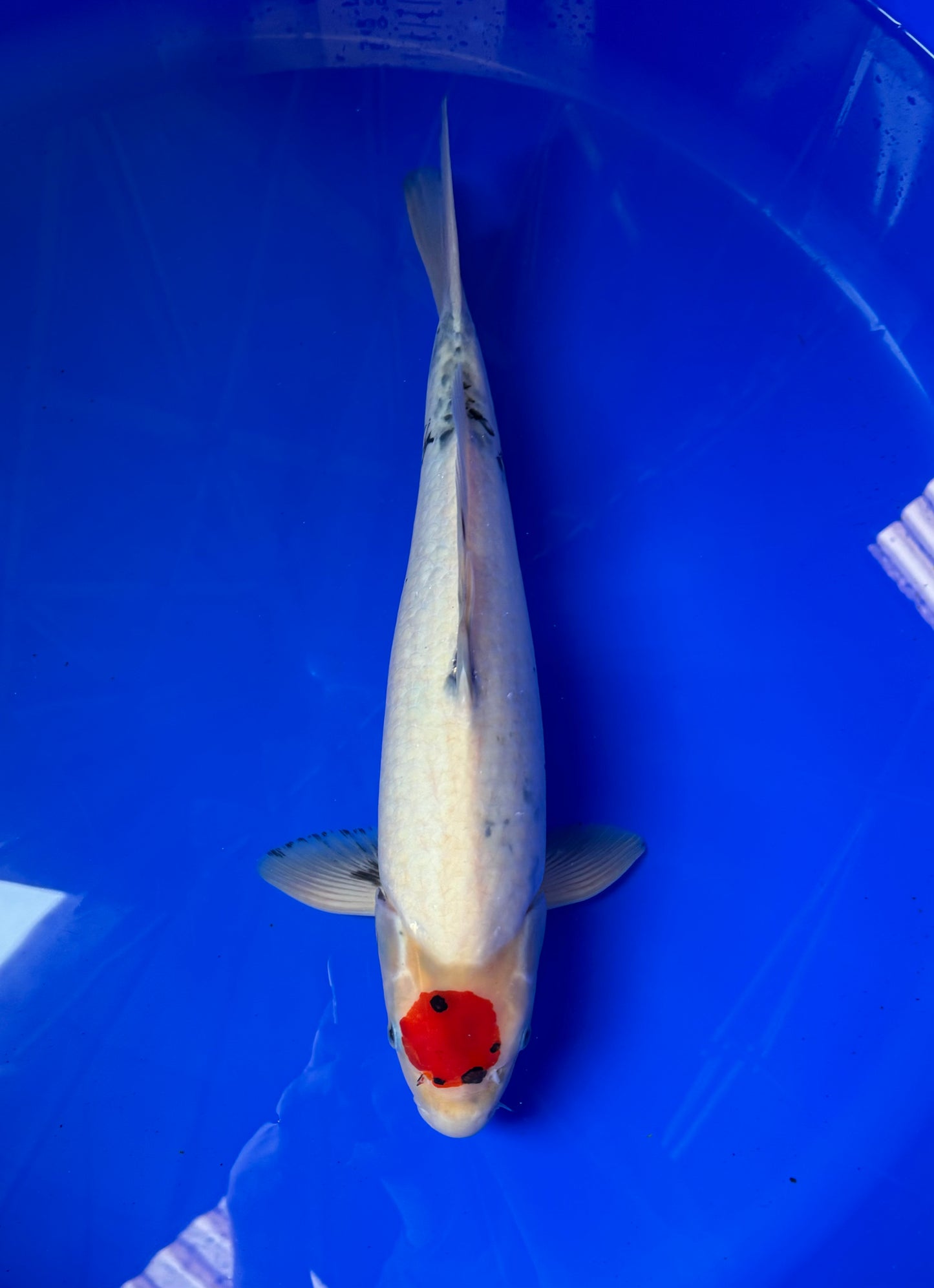 Satomi Koi - Japanese Nisai 1