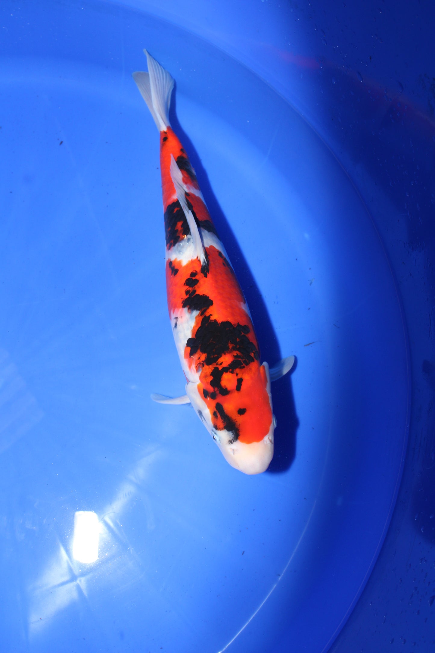Satomi Koi - Japanese Nisai 10
