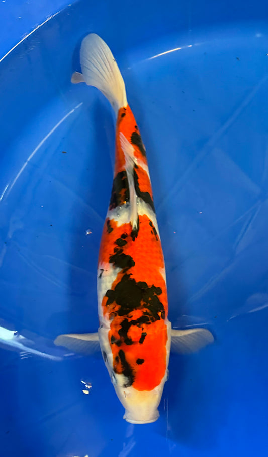 Satomi Koi - Japanese Nisai 10