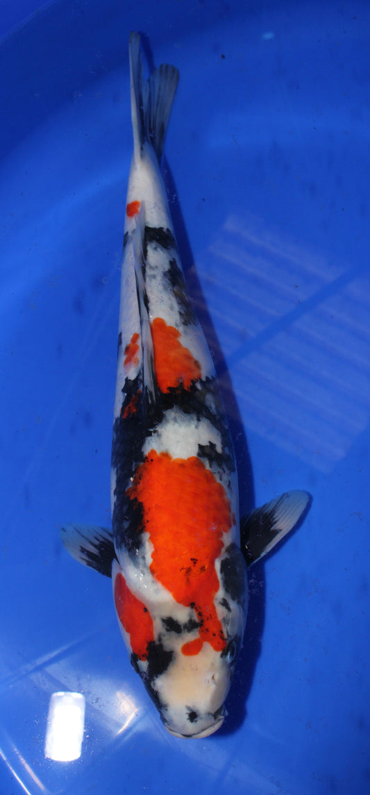 Satomi Koi - Japanese Nisai 11