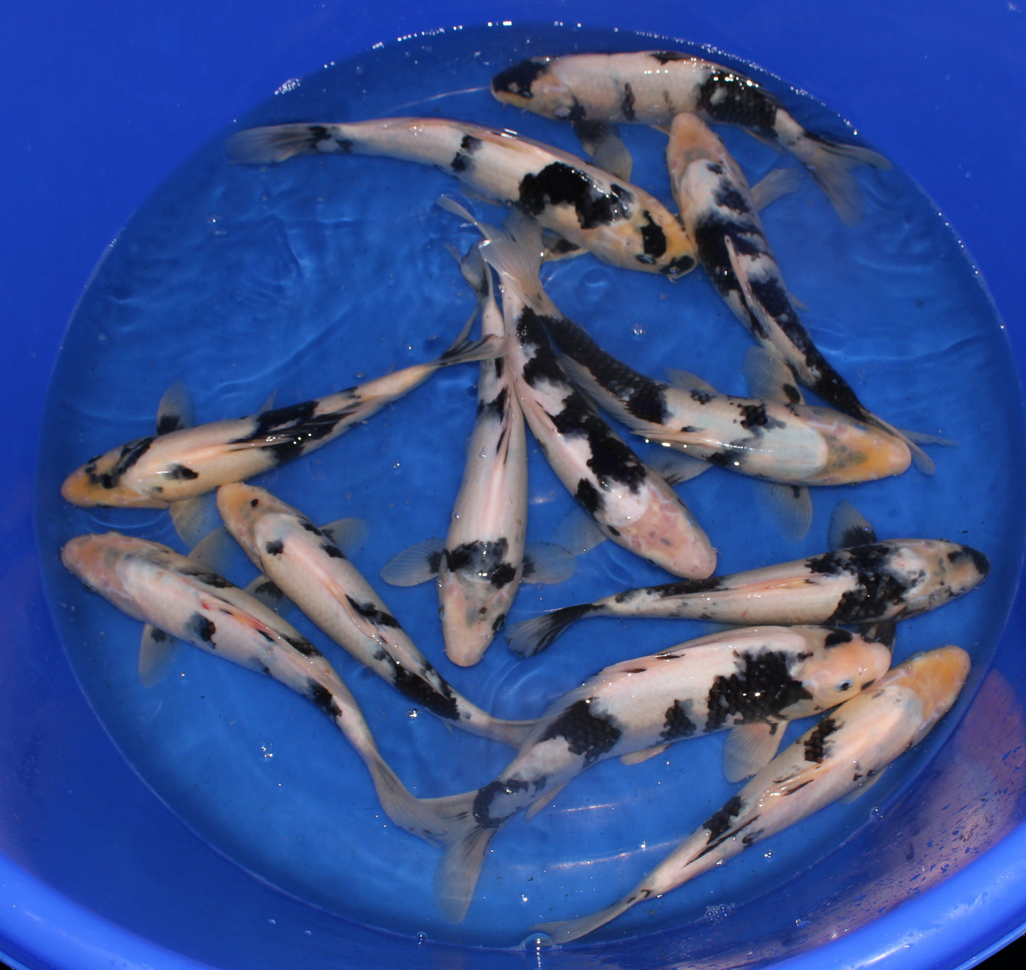 Satomi Koi - Japanese Nisai 2