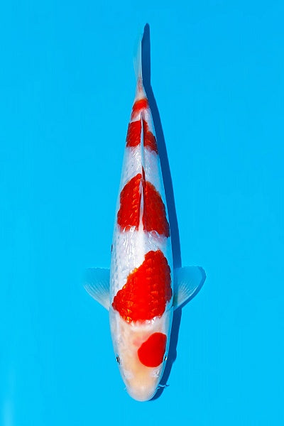 Satomi Koi - Japanese Tosai 62