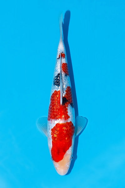 Satomi Koi - Japanese Tosai 61
