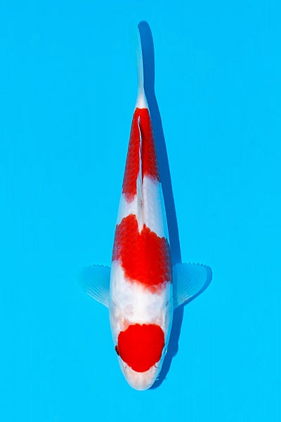 Satomi Koi - Japanese Tosai 58
