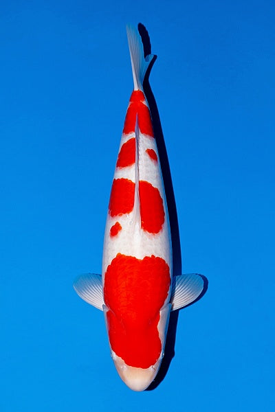 Satomi Koi - Japanese Nisai 7 - POA