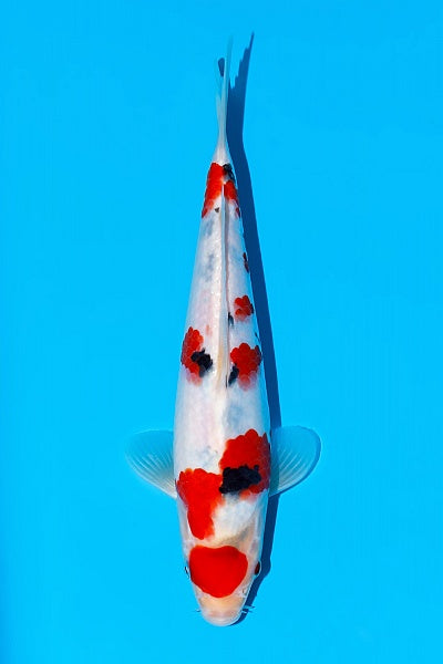Satomi Koi - Japanese Tosai 60