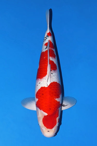 Satomi Koi - Japanese Nisai 12