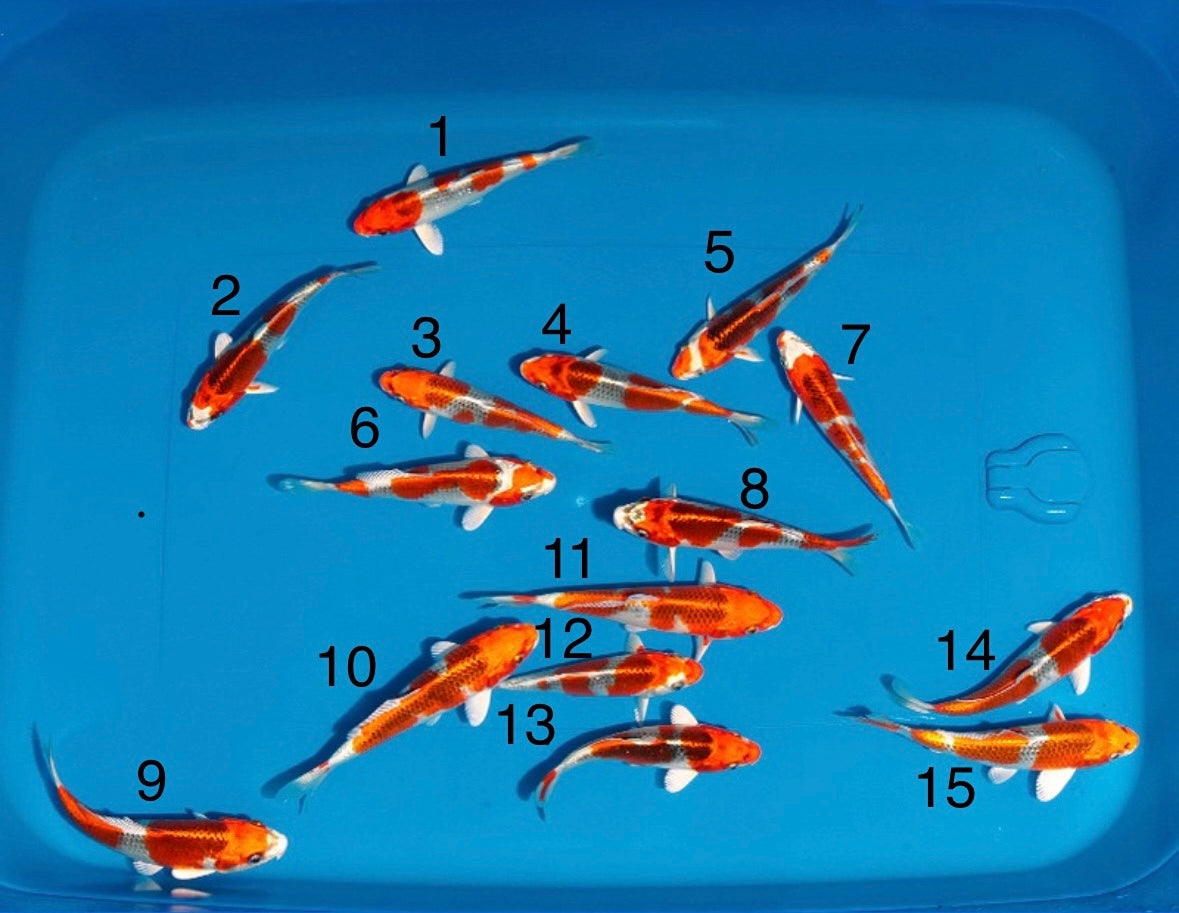 Satomi Koi - Japanese Tosai 3