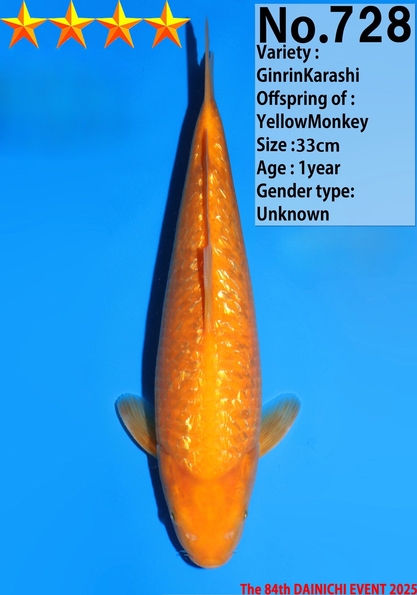 Satomi Koi - Japanese Tosai 70