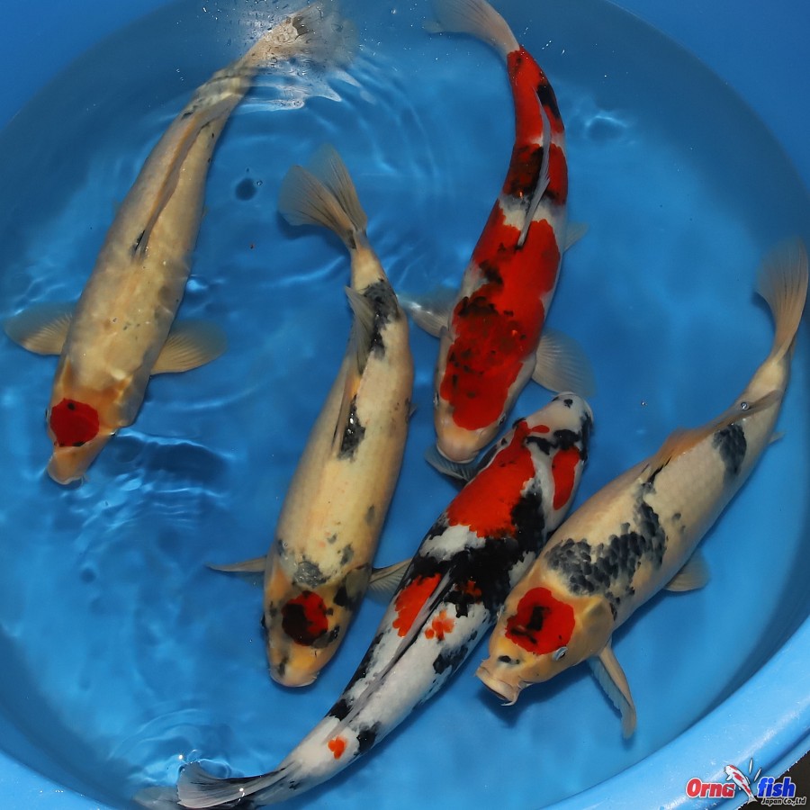 Nisai Koi