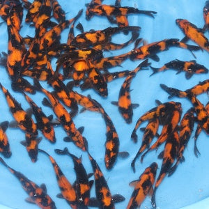 Koi Under £99