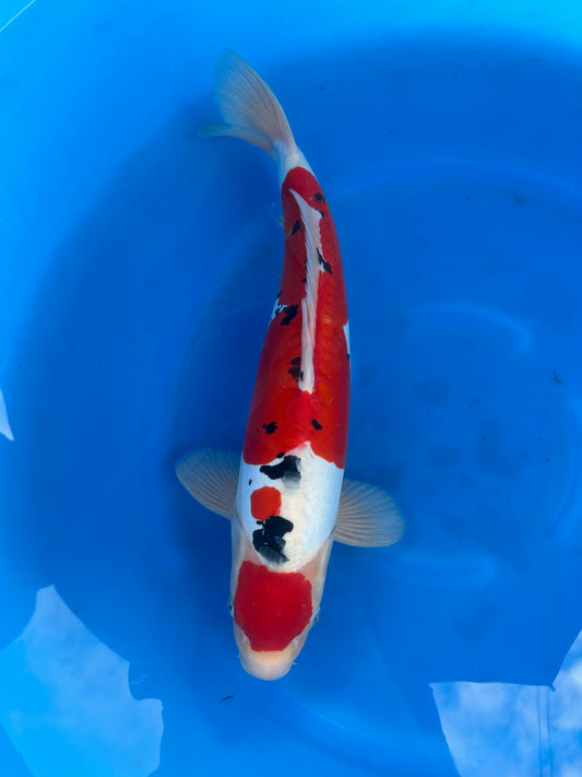 Japan Live 23 - Hiroi Nisai - JL23