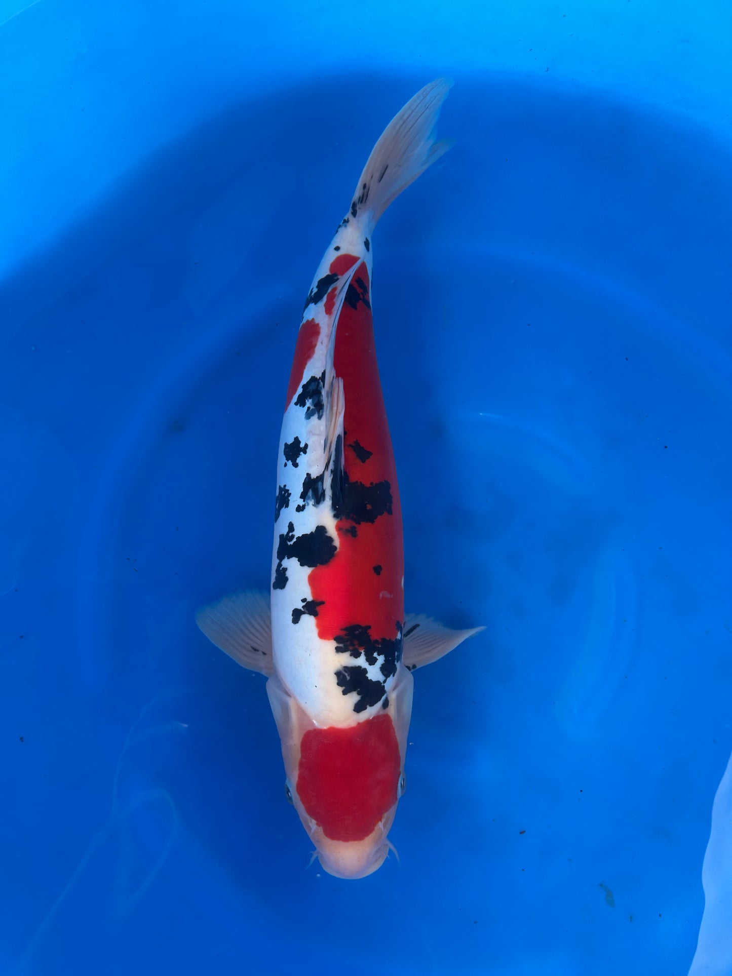 Japan Live 25 - Hiroi Nisai - JL25