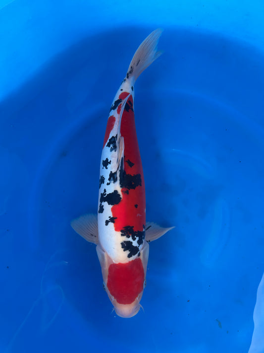 Japan Live 25 - Hiroi Nisai - JL25