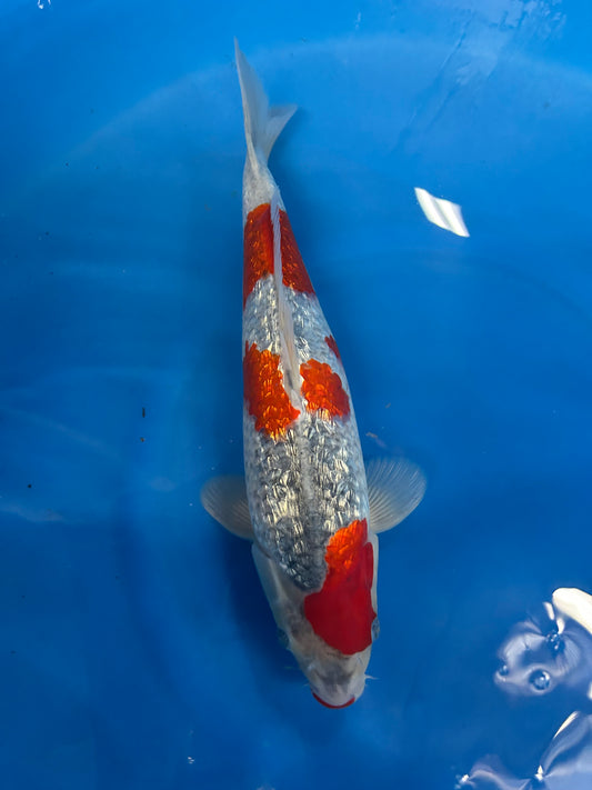 Japan Live 16 - Kanno Nisai - JL16