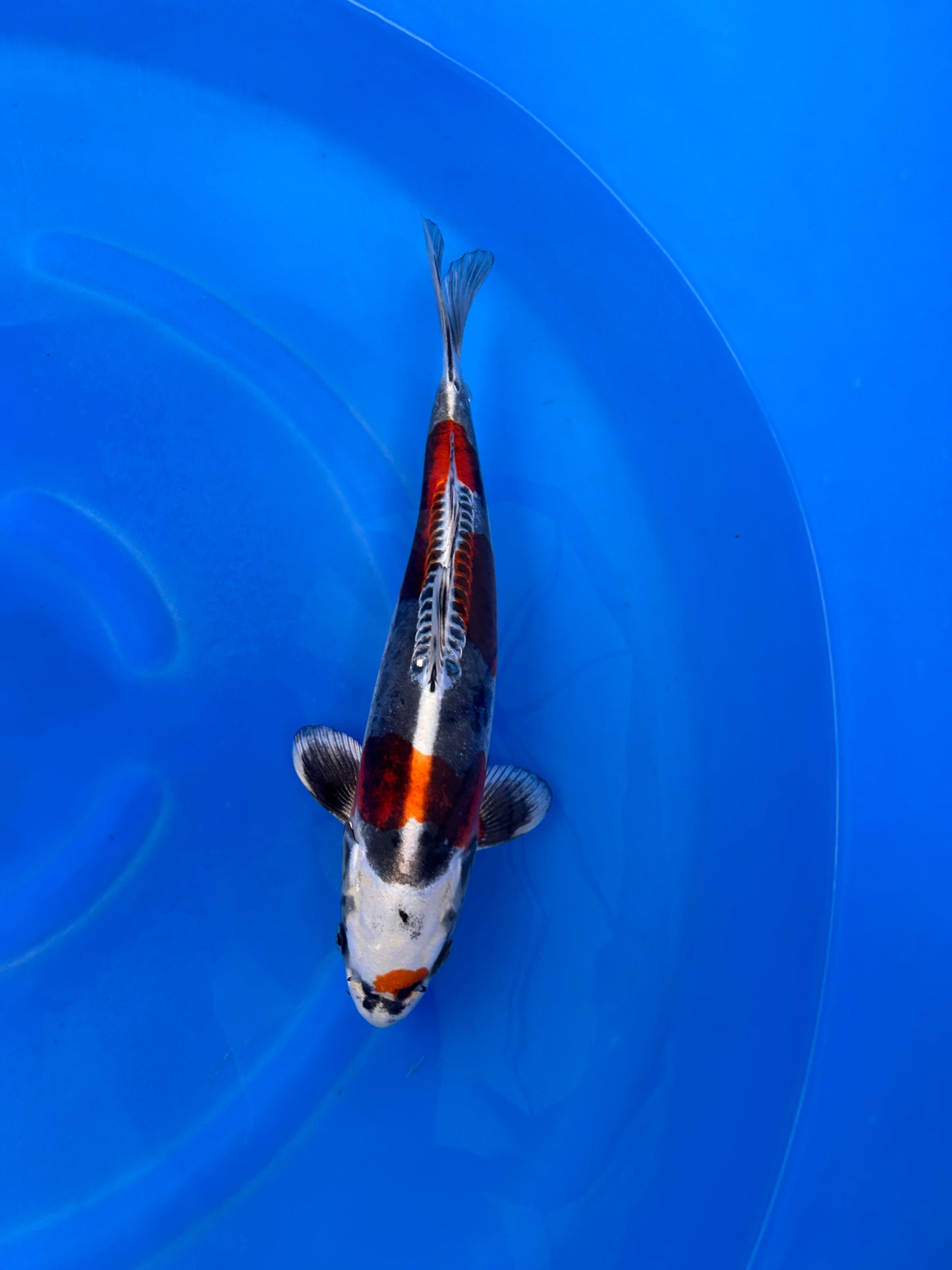 Japan Live 29 - Kawakami Nisai - JL29