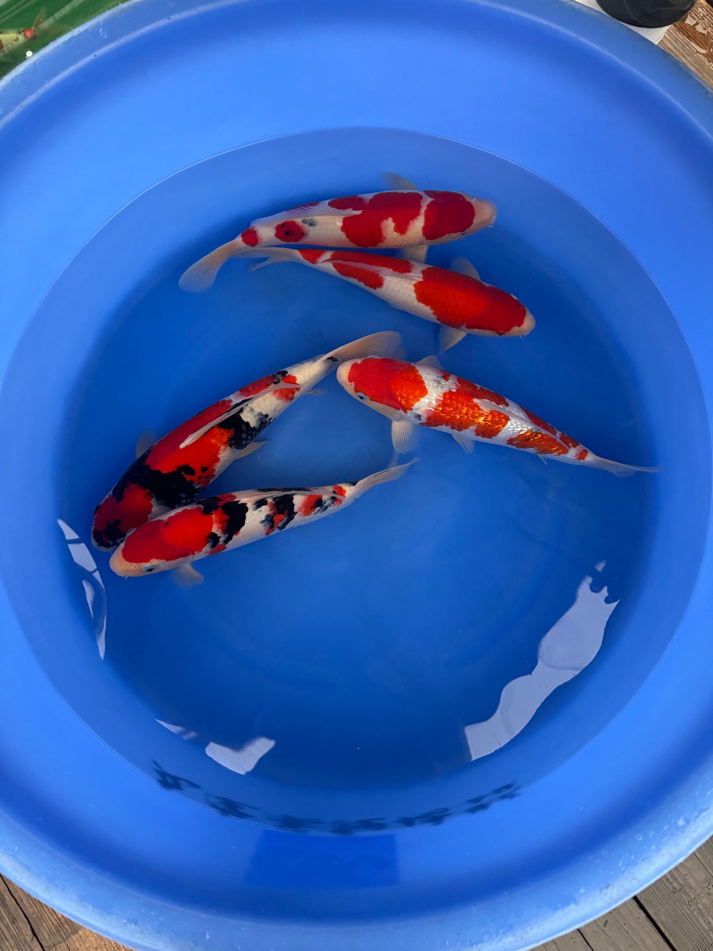 Japan Live 2 - Marudo Nisai - JL2