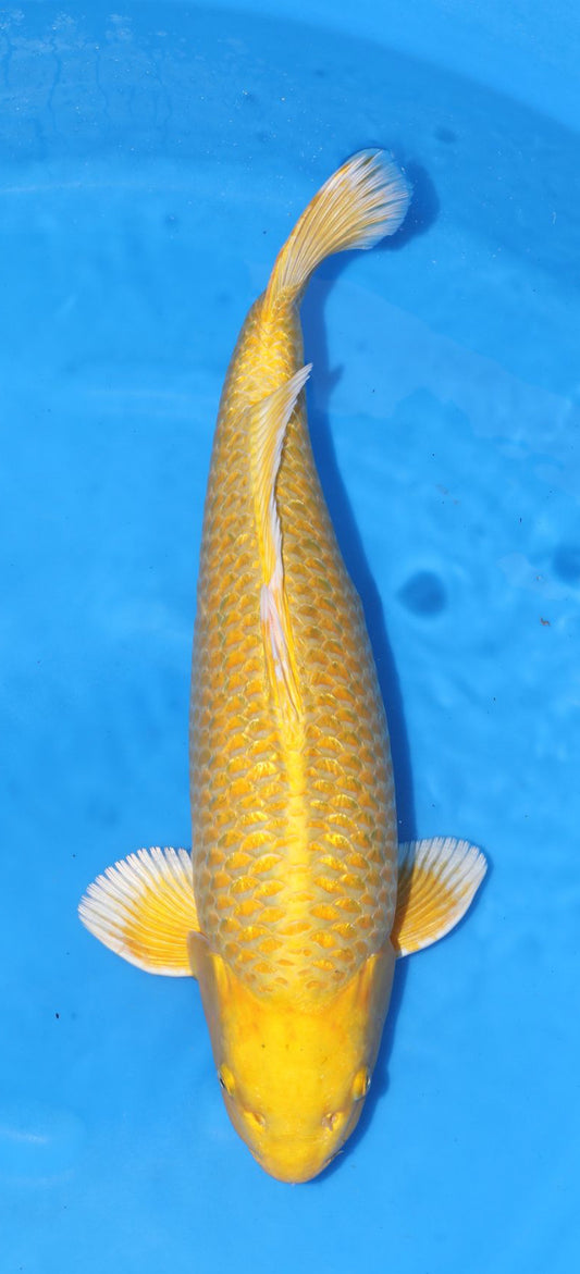 Japan Live 39 - Izumiya Nisai - JL39