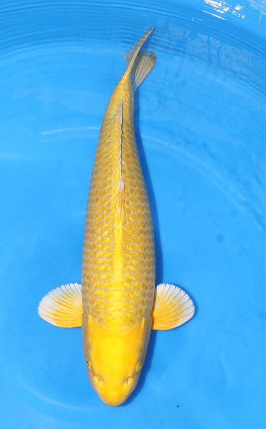 Japan Live 38 - Izumiya Nisai - JL38