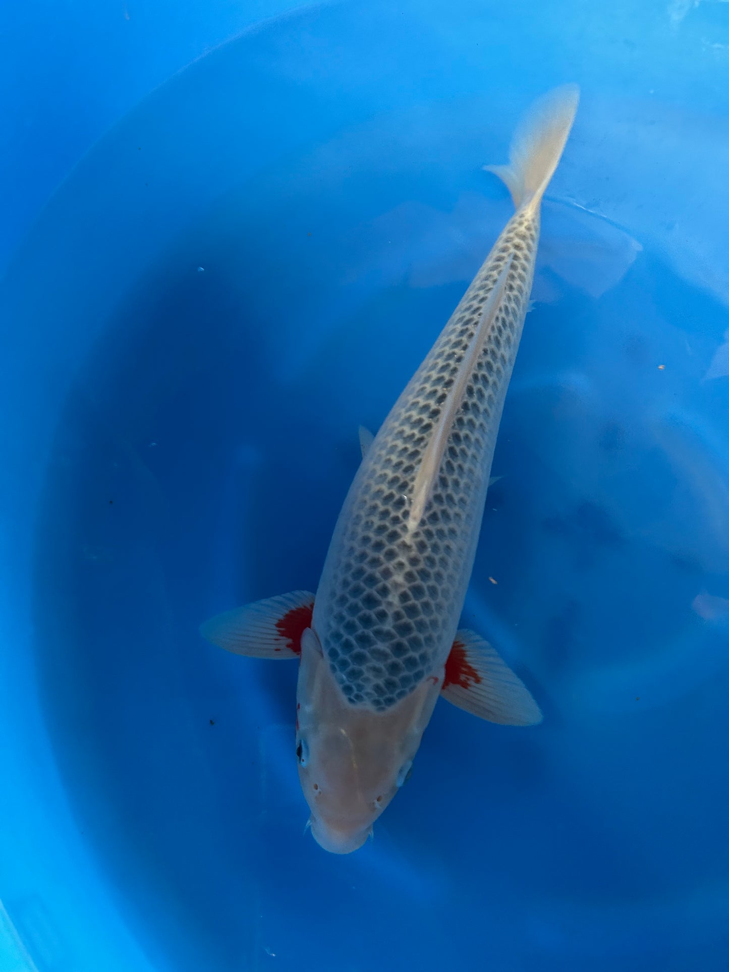 Japan Live 18 - Yagenji Nisai - JL18