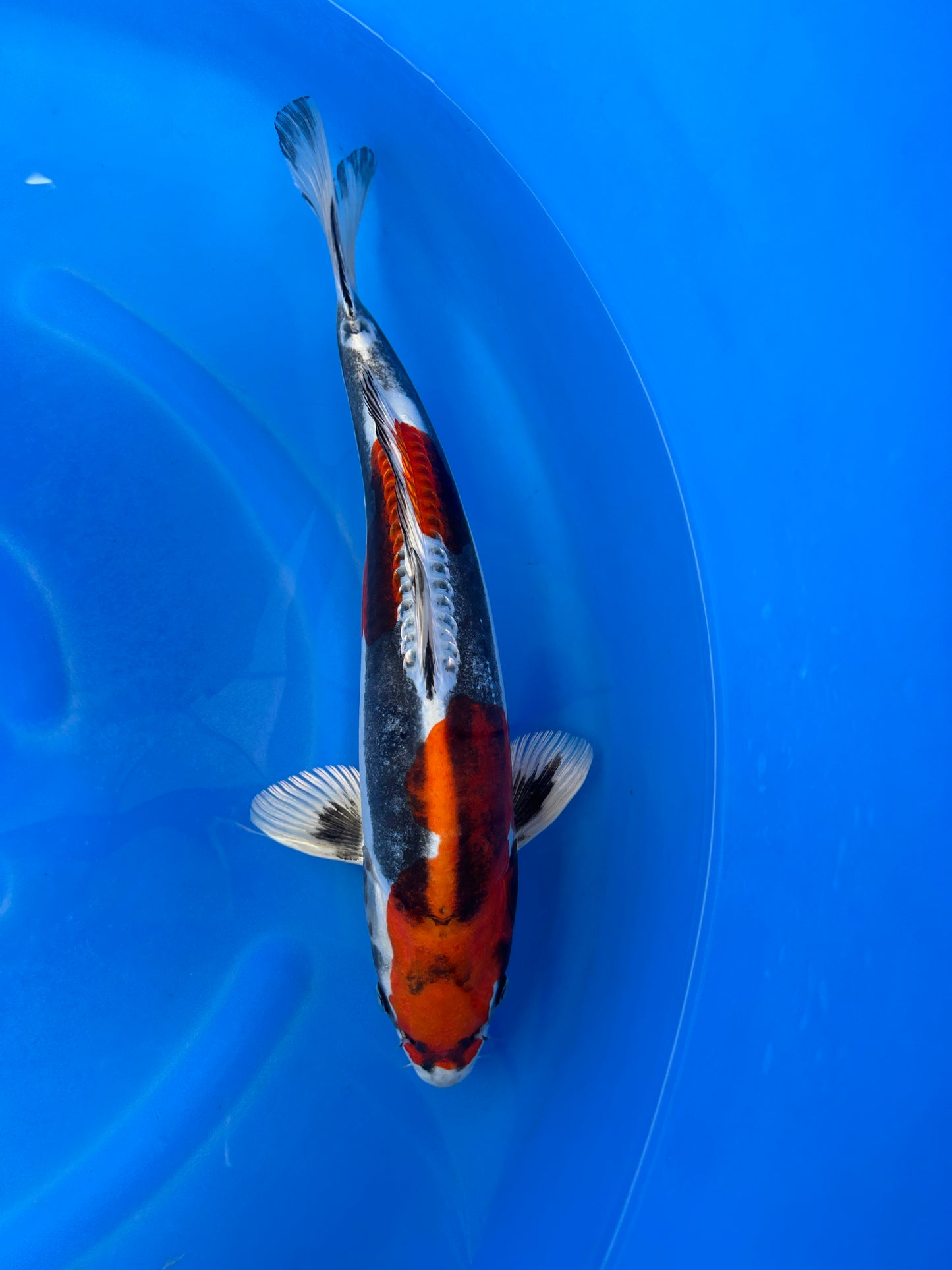 Japan Live 27 - Kawakami Nisai - JL27