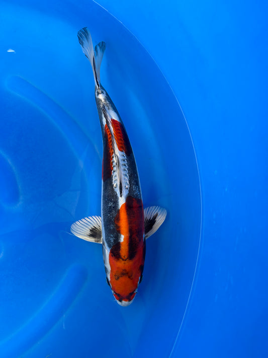 Japan Live 27 - Kawakami Nisai - JL27