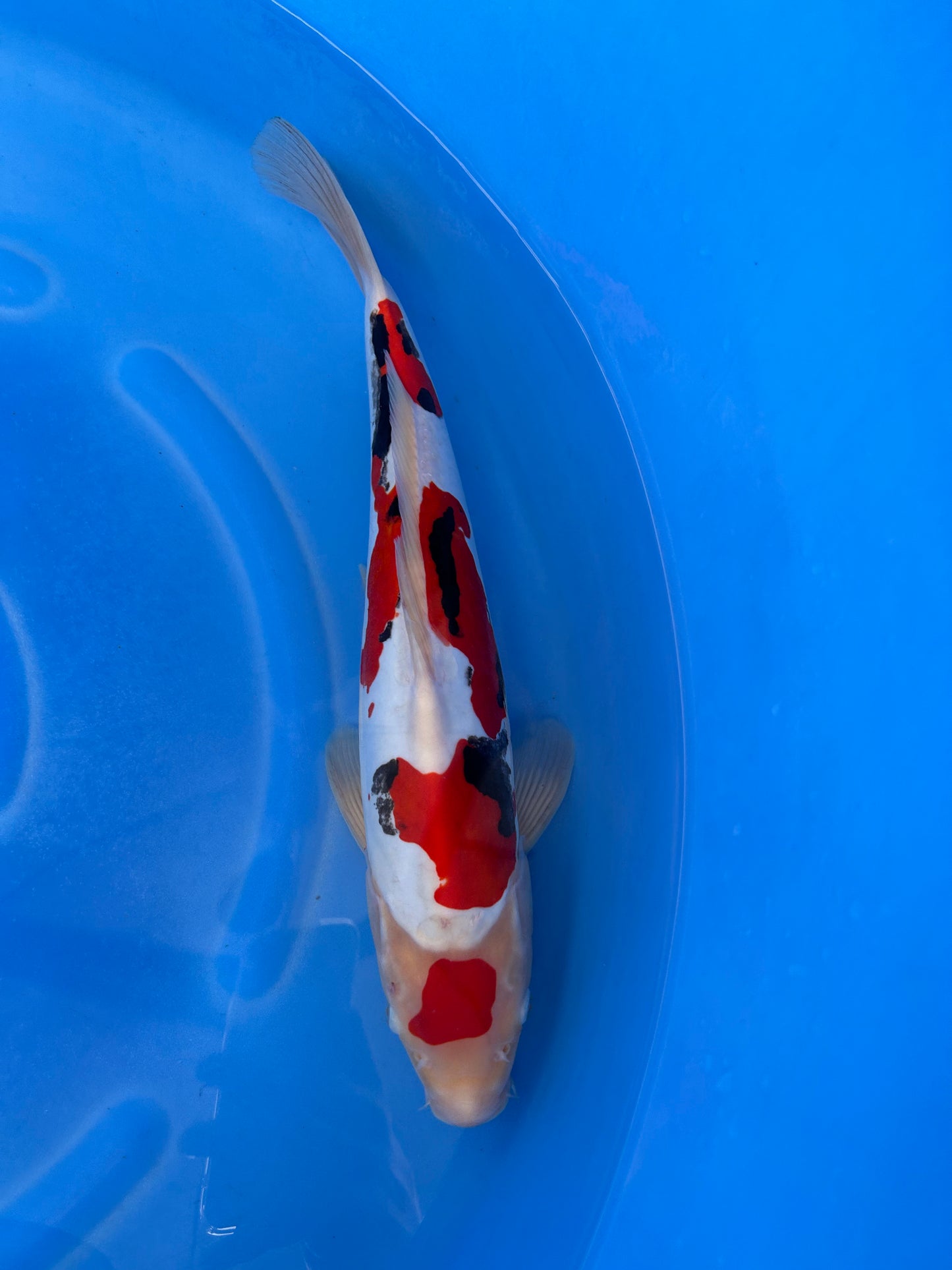 Japan Live 30 - Kawakami Nisai - JL30