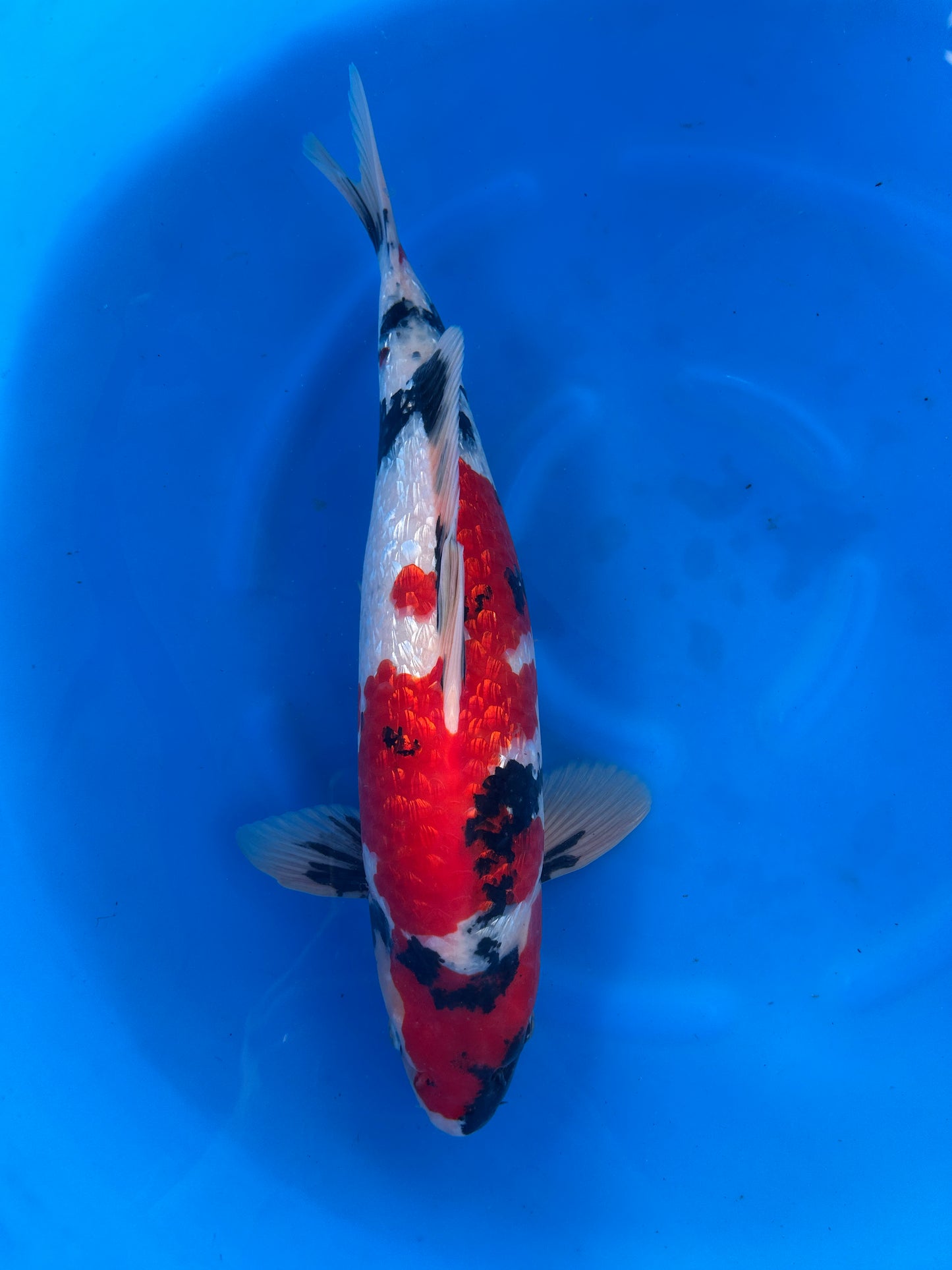 Japan Live 26 - Hiroi Nisai - JL26