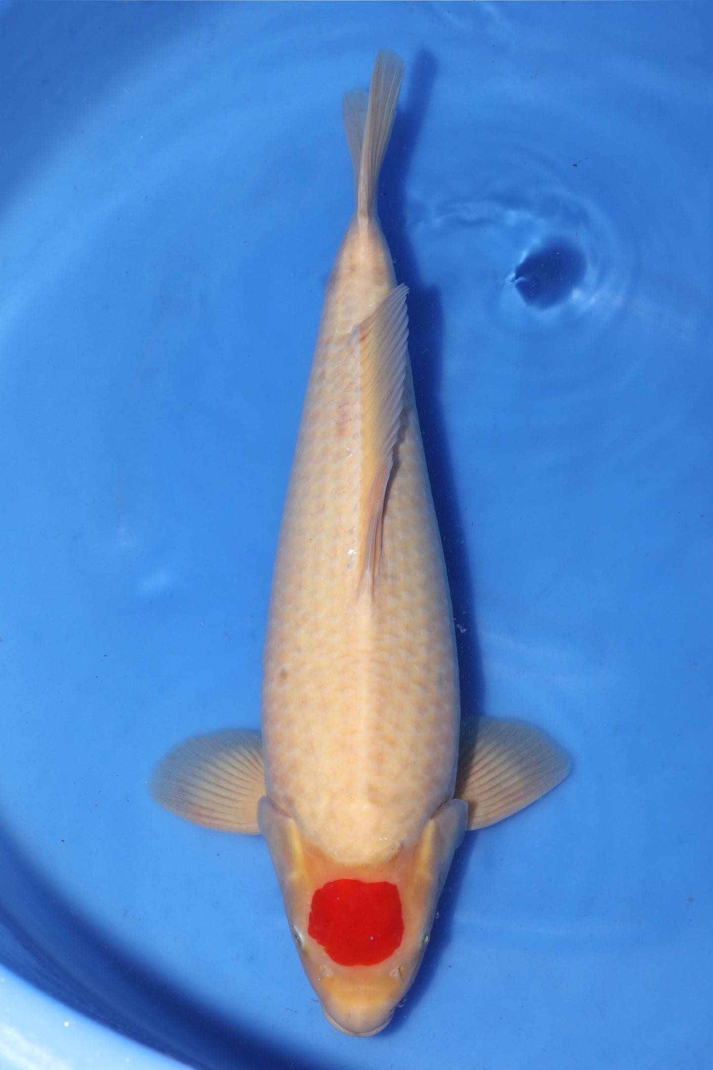 Japan Live 6 -  ISA Nisai Tancho - JL6