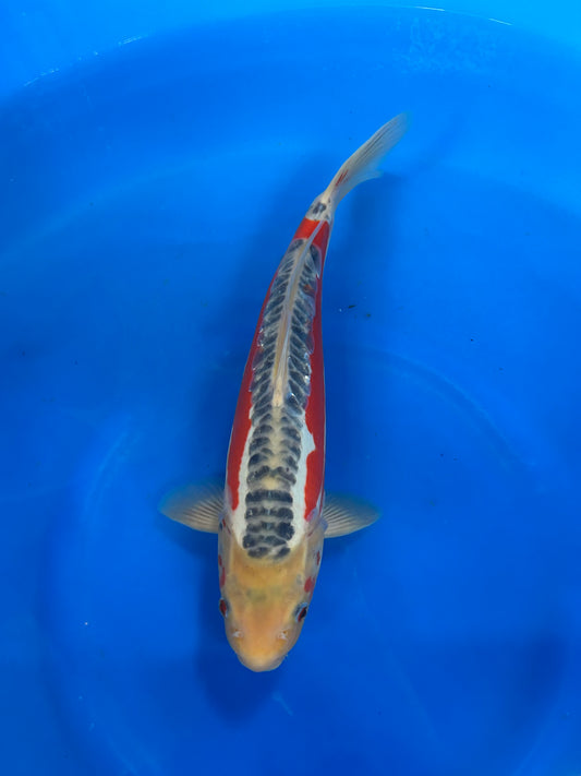 Japan Live 17 - Kanno Nisai - JL17