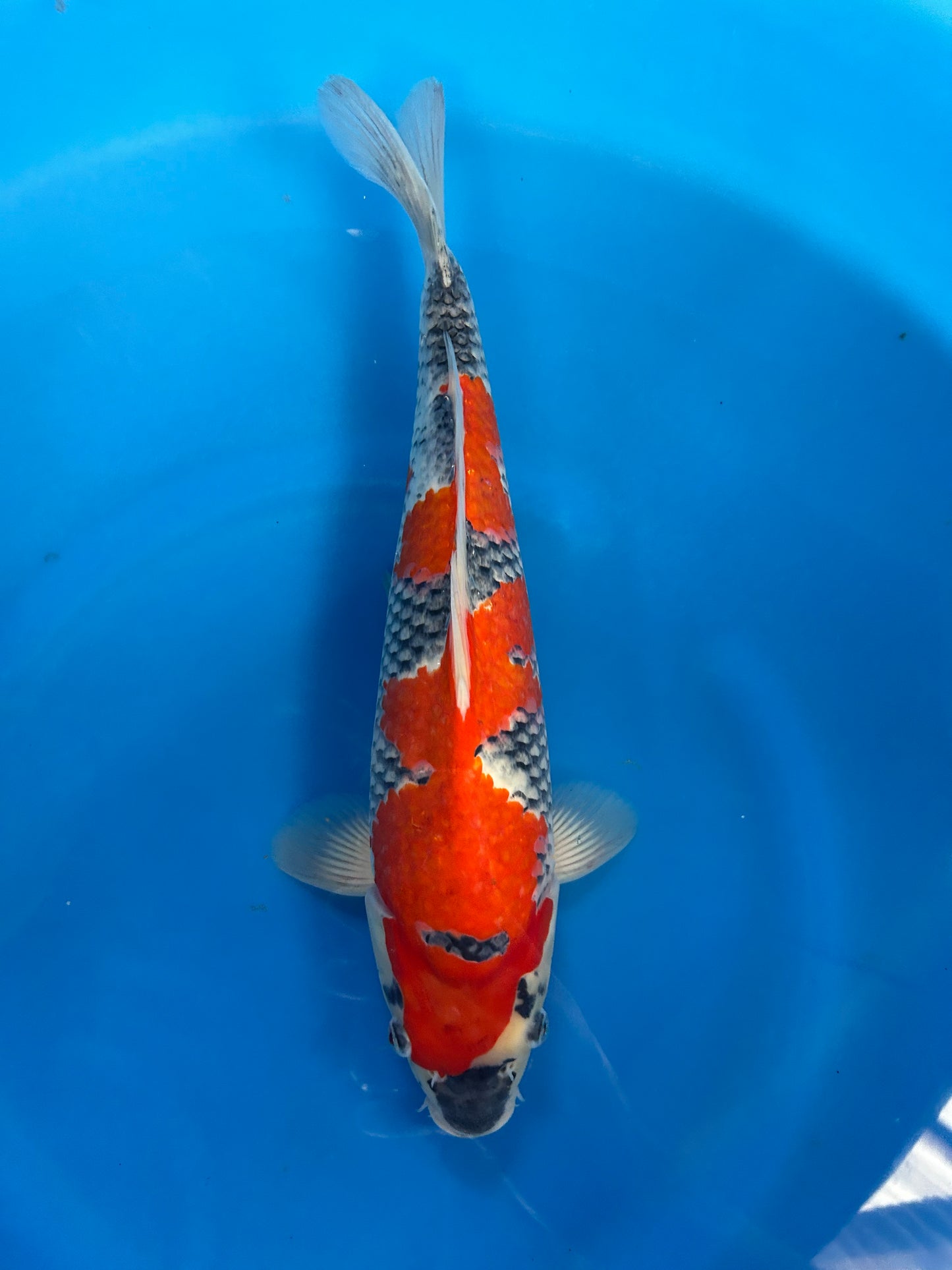 Japan Live 15 - Kanno Nisai - JL15