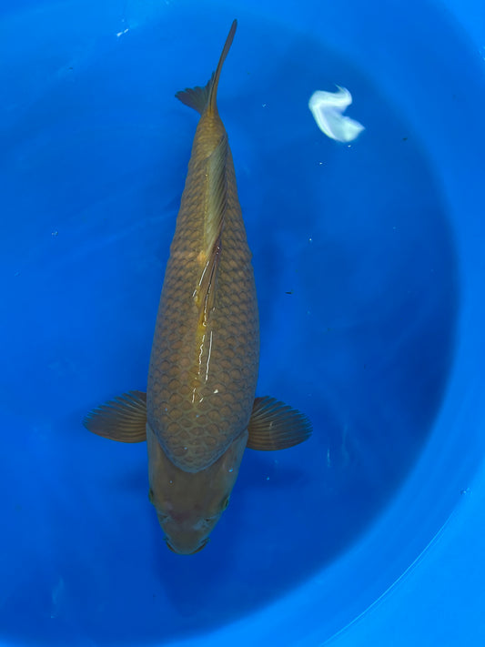 Japan Live 14 - Kanno Nisai - JL14