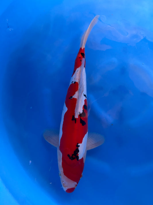 Japan Live 22 - Yagenji Nisai - JL22