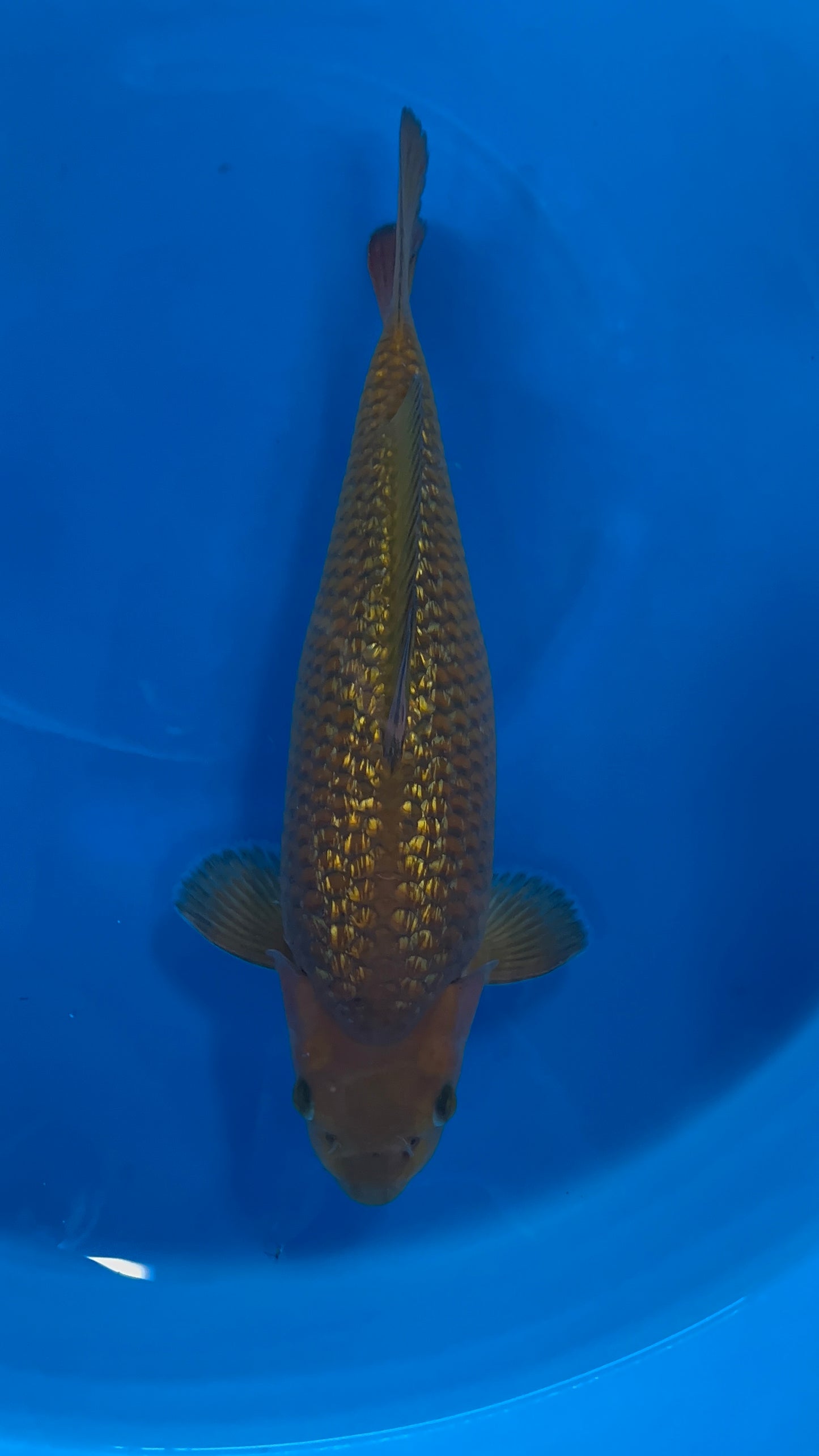 Japan Live 13 - Kanno Nisai - JL13