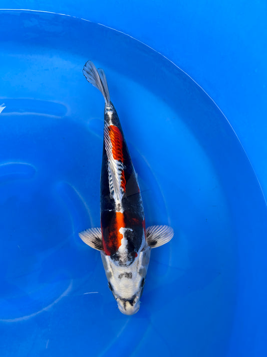 Japan Live 28 - Kawakami Nisai - JL28