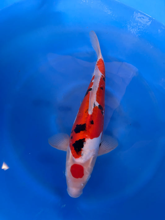 Japan Live 20 - Yagenji Nisai - JL20