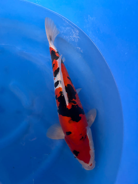 Japan Live 21 - Yagenji Nisai - JL21