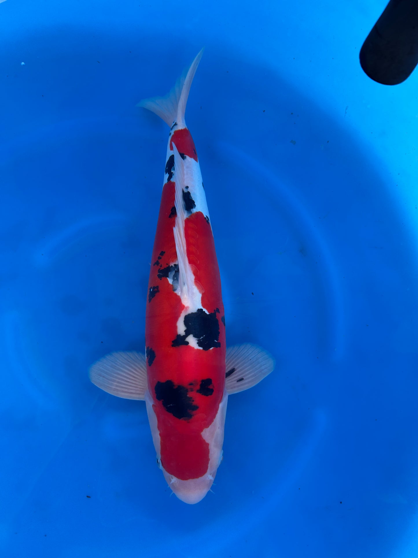 Japan Live 24 - Hiroi Nisai - JL24