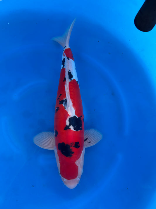 Japan Live 24 - Hiroi Nisai - JL24