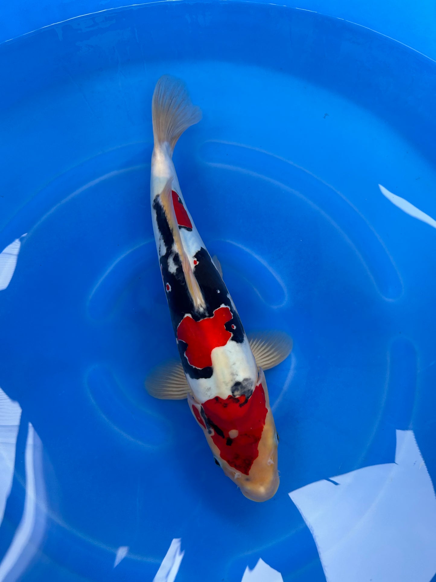 Japan Live 31 - Kawakami Nisai - JL31