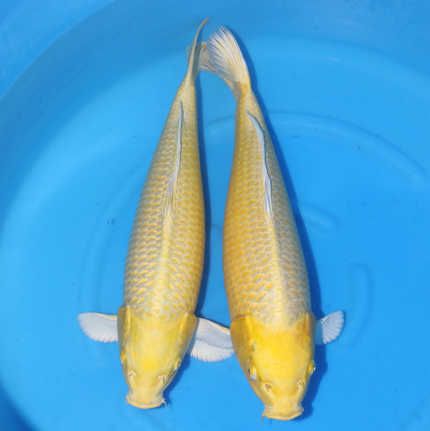 Japan Live 5 -  Izumiya Nisai Yamabuki - JL5