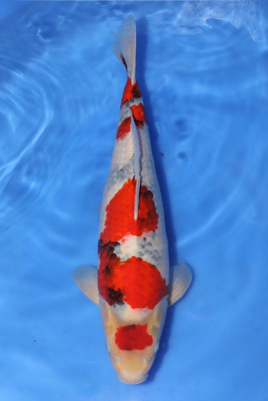 Japan Live 4 -  ISA Nisai Showa - JL4