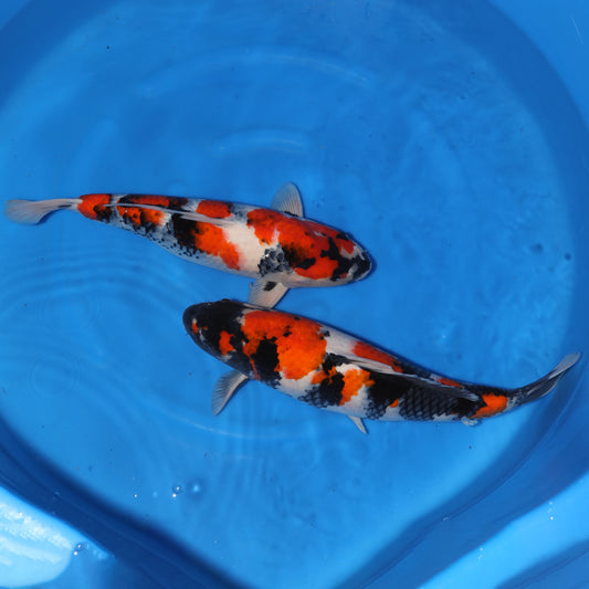 Japan Live 11 - Hoshikin Nisai - JL11