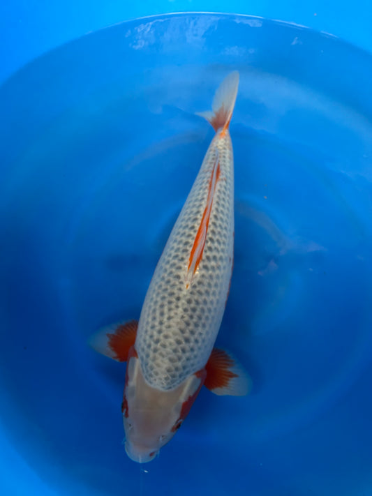 Japan Live 19 - Yagenji Nisai - JL19