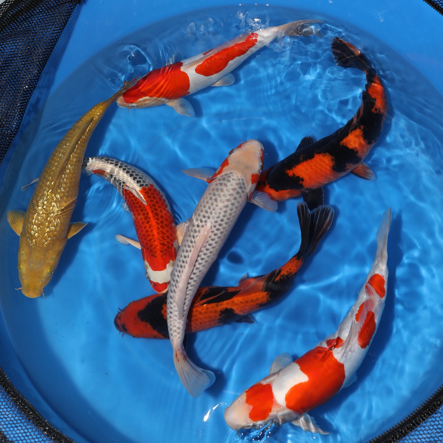 Japan Live 3 -  Otsuka Nisai - JL3