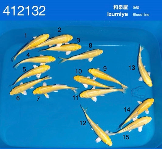 Izumiya Koi Farm – Satomi Nishikigoi